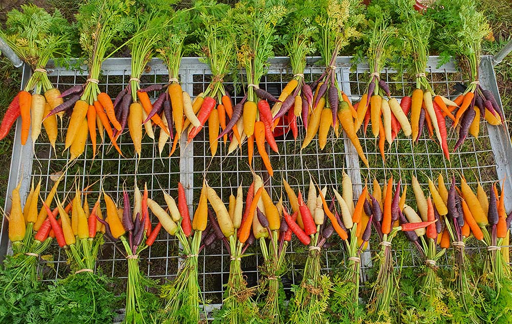 Farmers Need Options, Not Instructions